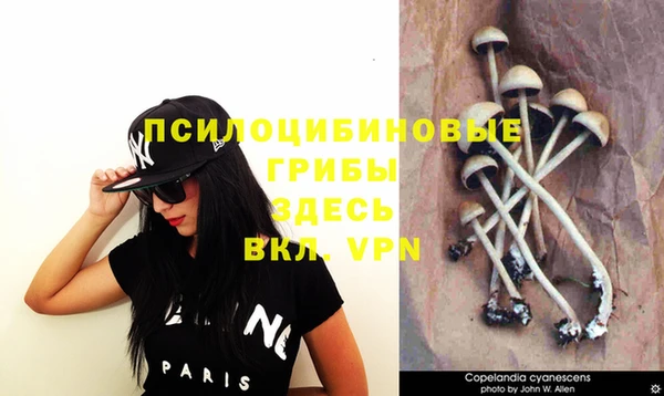 apvp Бердск